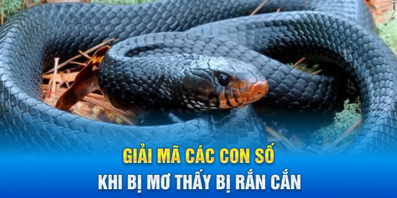 Giải mã các con số khi bị mơ thấy bị rắn cắn