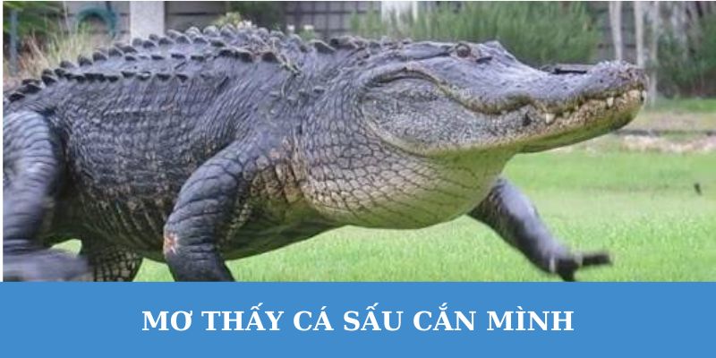 Mơ thấy cá sấu cắn mình thì nên đánh con gì?