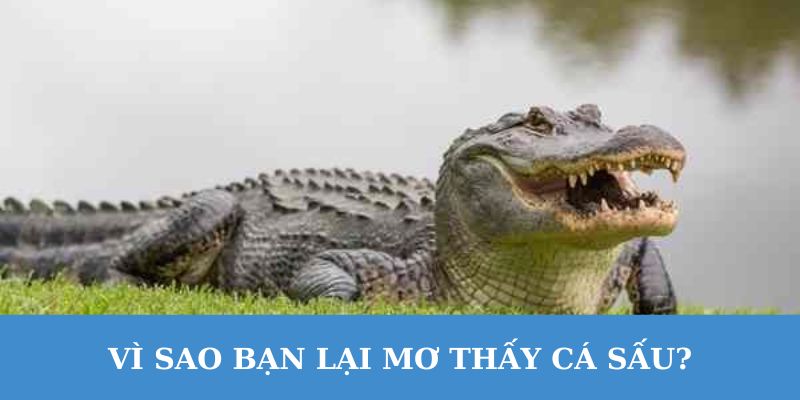 Mơ thấy cá sấu có thể được coi là điềm báo trong cuộc sống.