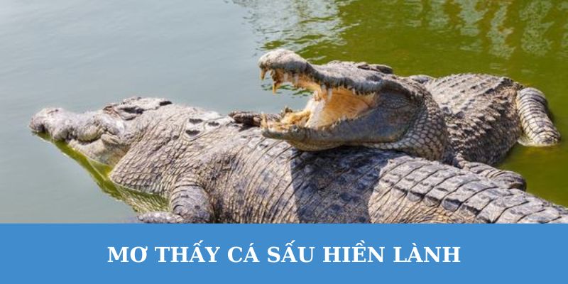 Mơ thấy cá sấu hiền lành thì nên đánh con gì?