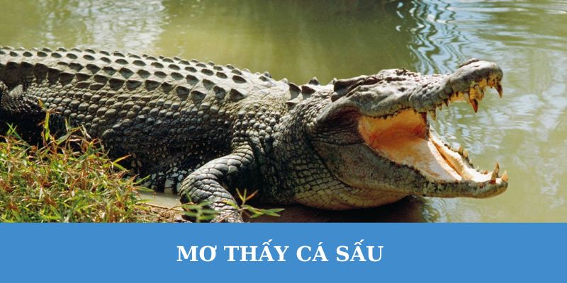 Mơ thấy cá sấu